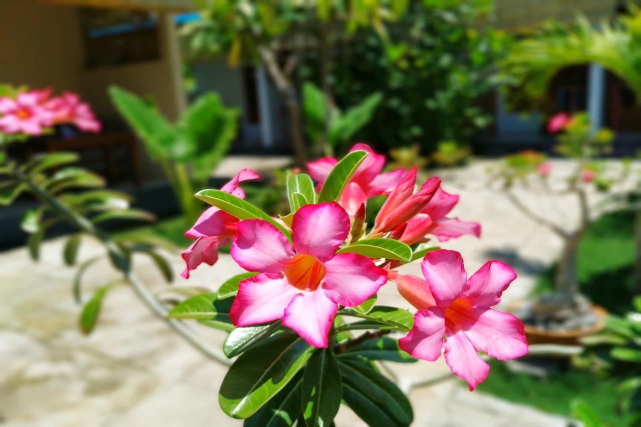 Van Santri Homestay Pemuteran Экстерьер фото